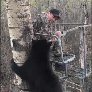 obrázek - Bear_joins_young_hunter_in_tree_stand.jpg