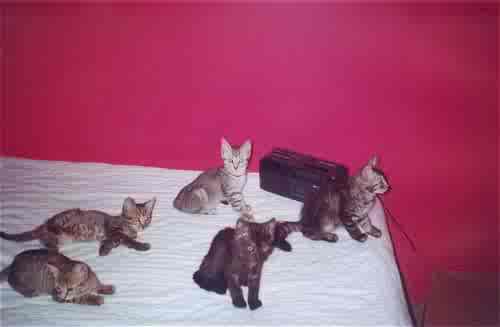 Kittens (in 2000)