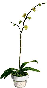 obrázek - phalenopsis.gif