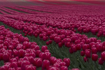 obrázek - tulip_fields_blossom_near_magdeburg_20120422_082036_827.jpg