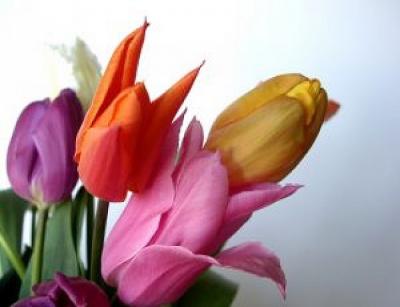 obrázek - tulipany_barevne.jpg