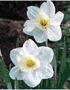Narcis a hyacint  poslov jara